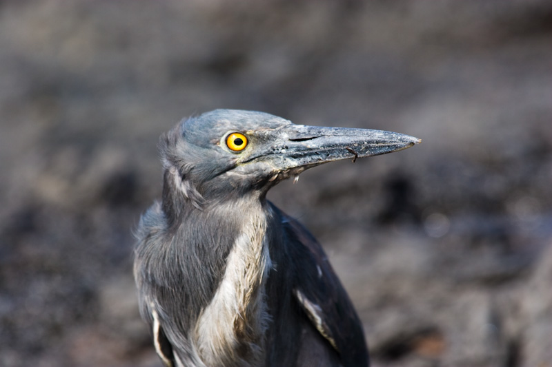 Lava Heron